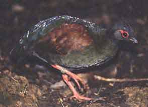 Crested wood partridge